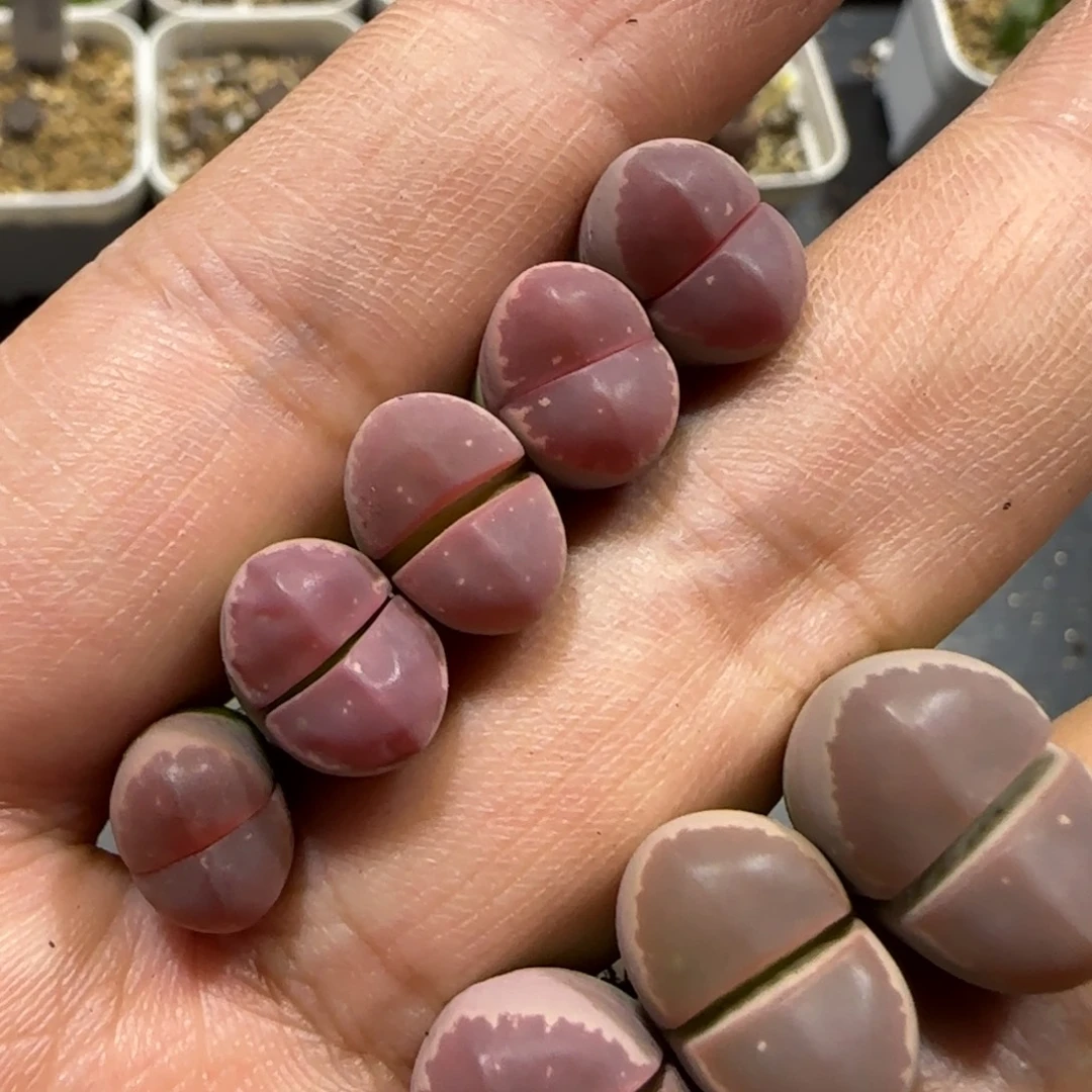 8.25。。 橄榄x8。。。2062