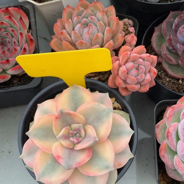 多哦许久肉7273737383