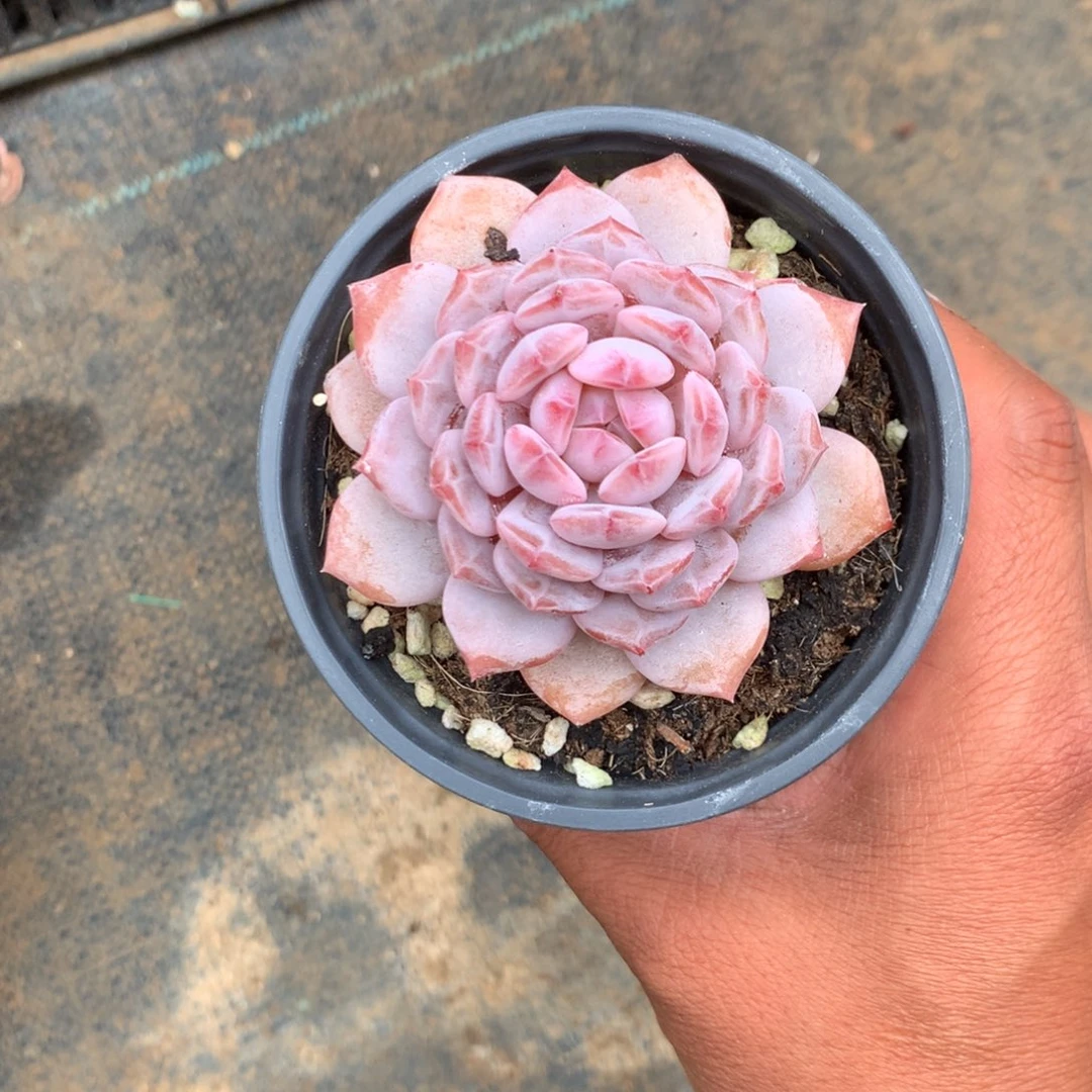 清楚明白你自己在干