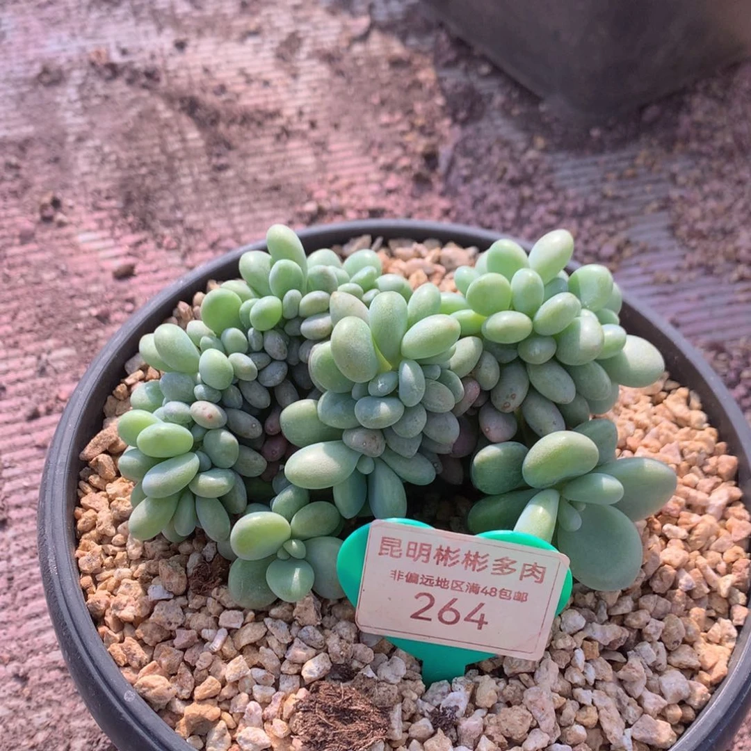 @***姐洛神缀化一物一拍264