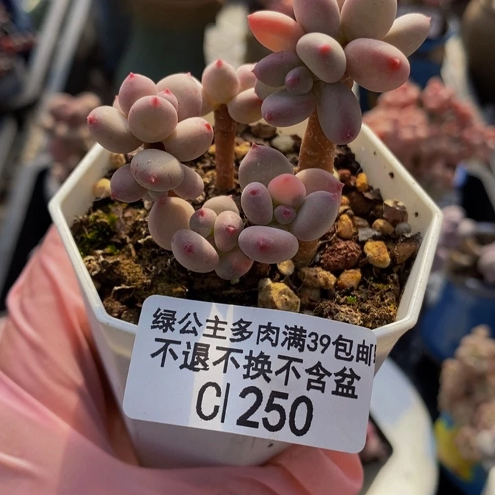 四代苹果奶6vm250多肉