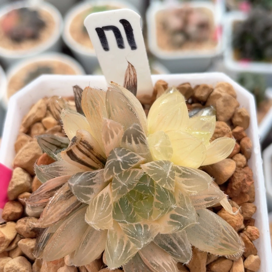 171糊斑赤线玉露锦群。  。