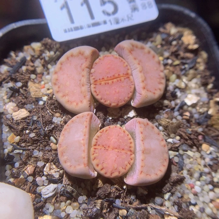 8****版 精品生石花225.115