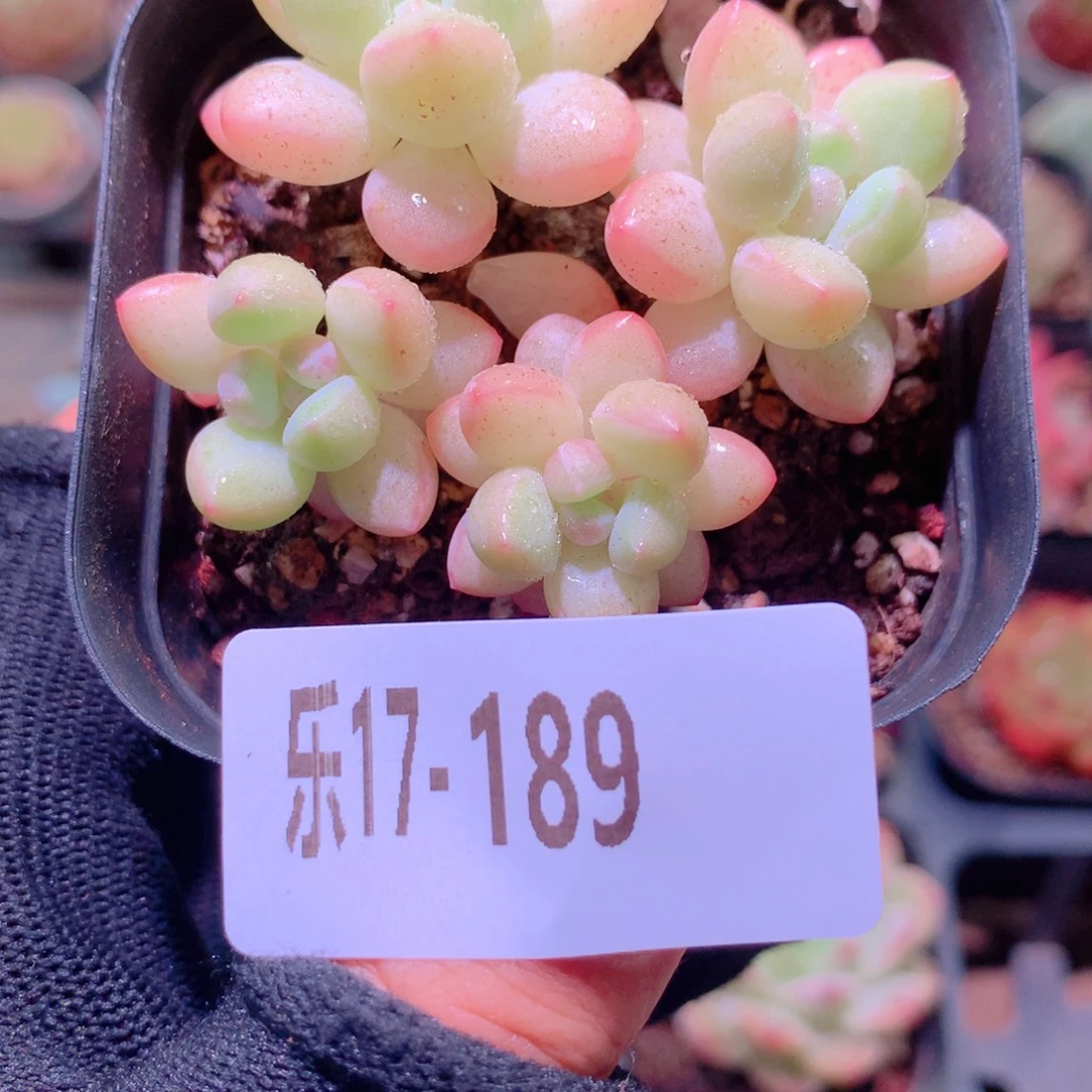 乐然17-189 泡泡糖