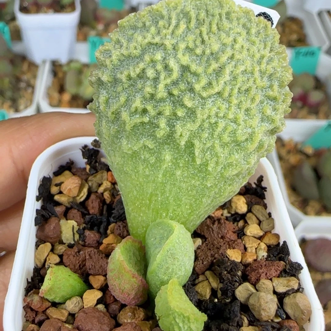 编号048叶插，四方盆发