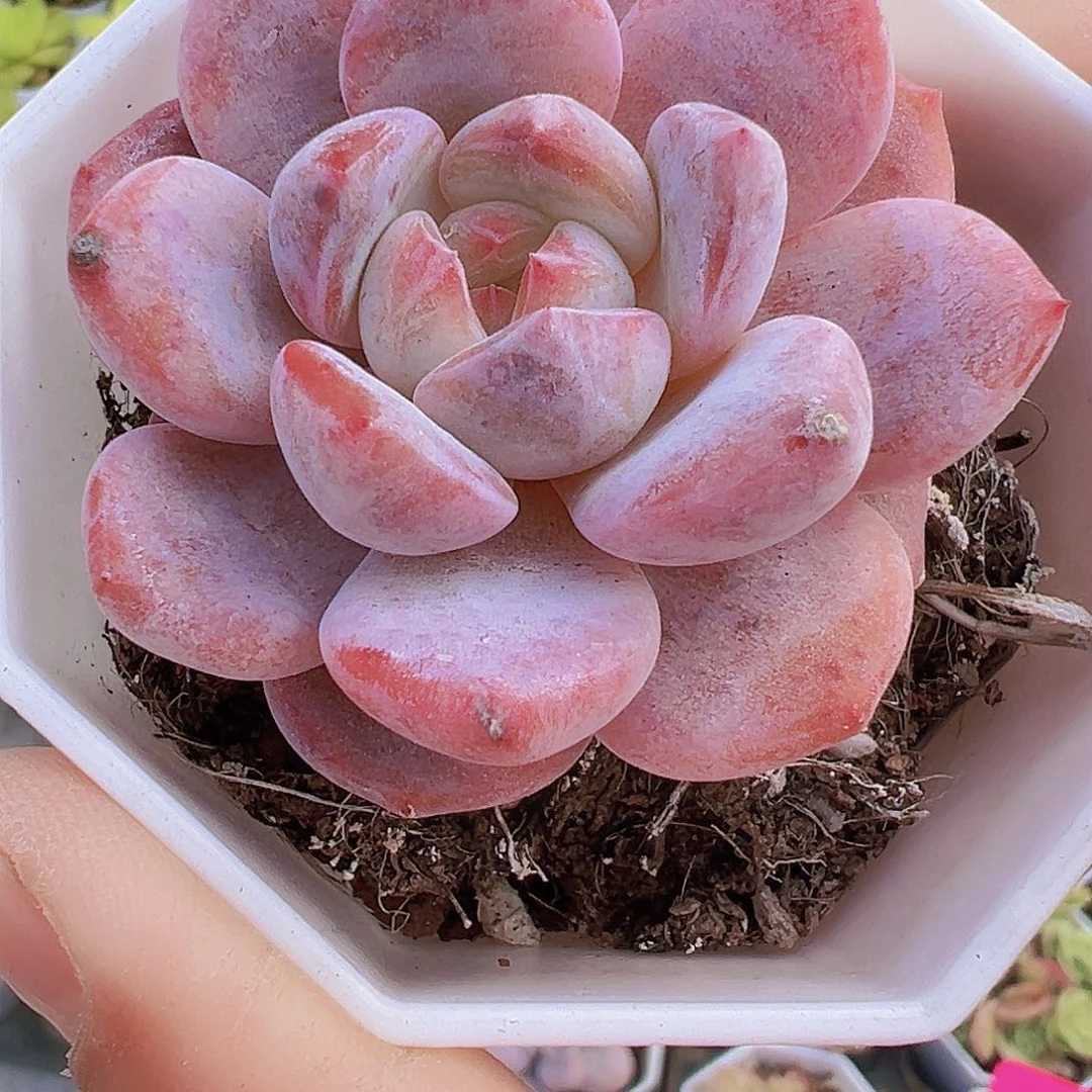 精品橙子19包邮多肉植物