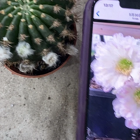 绿姬丽花，清仓2679990