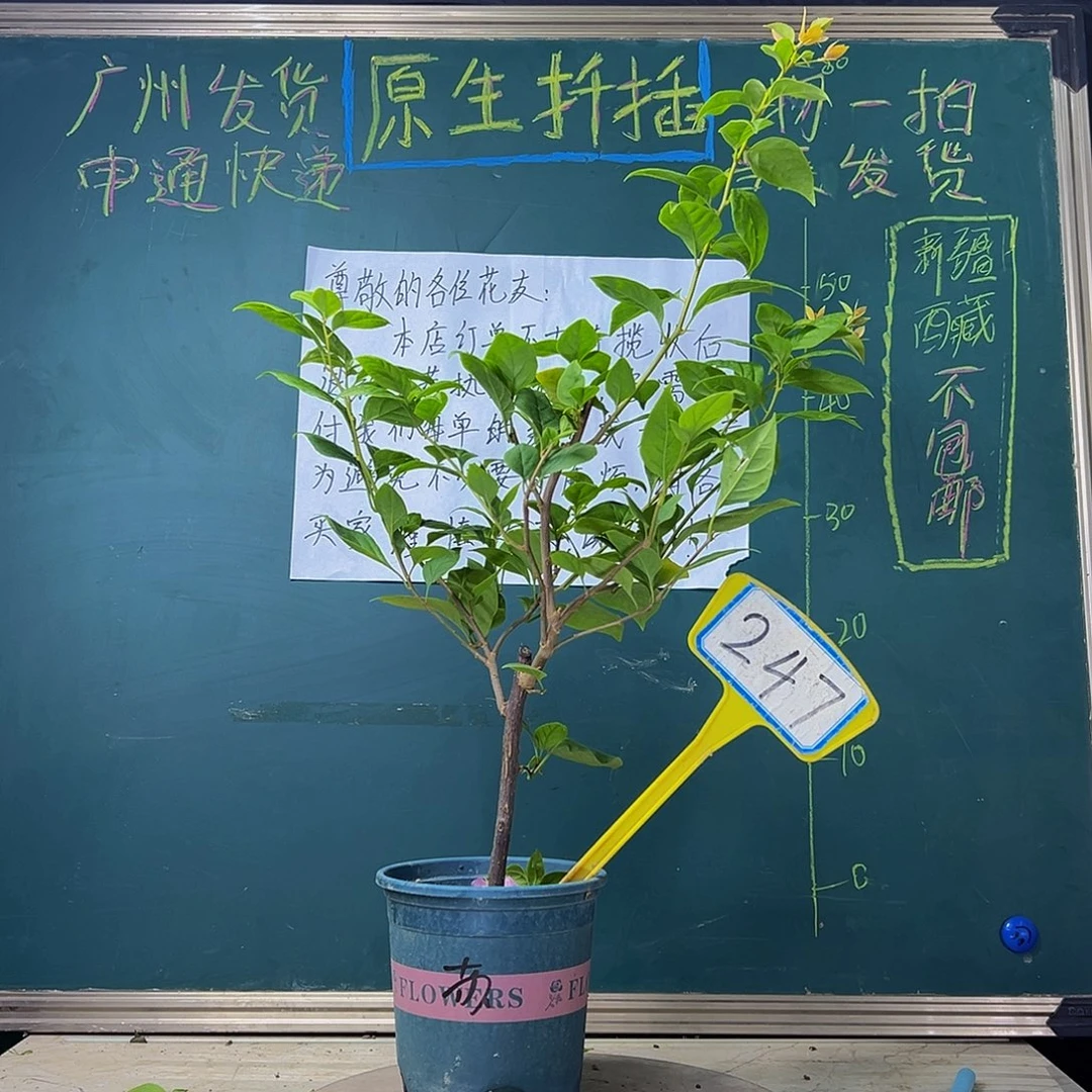 当前无花栽培后可以开花 福利 苏瓦娜 247