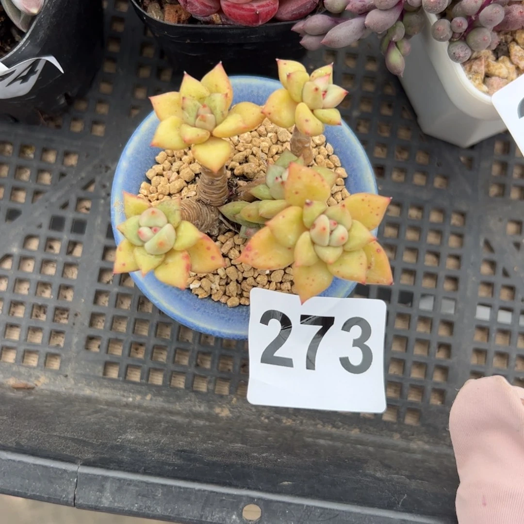 273 多肉植物组合盆栽