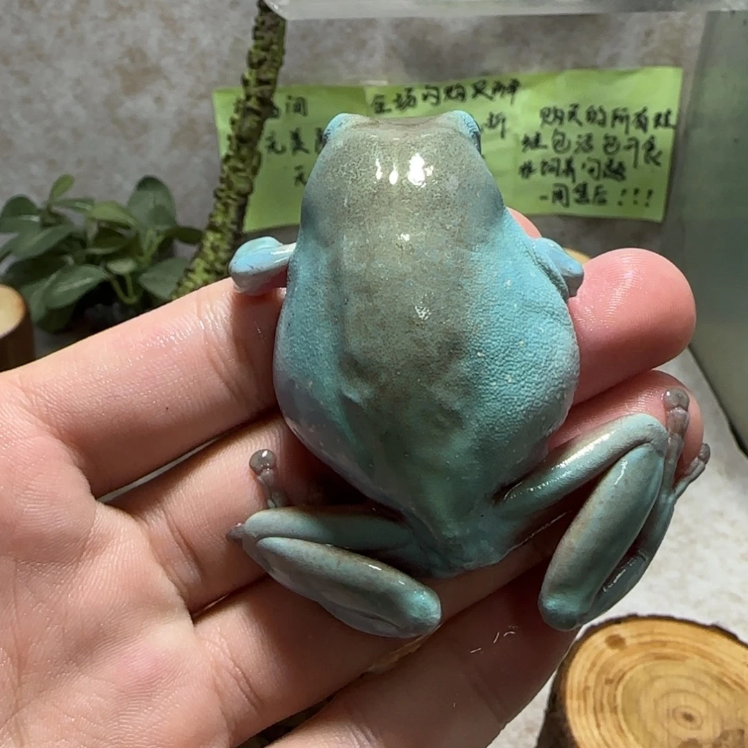 老爷树蛙15 通体金大肥蛙