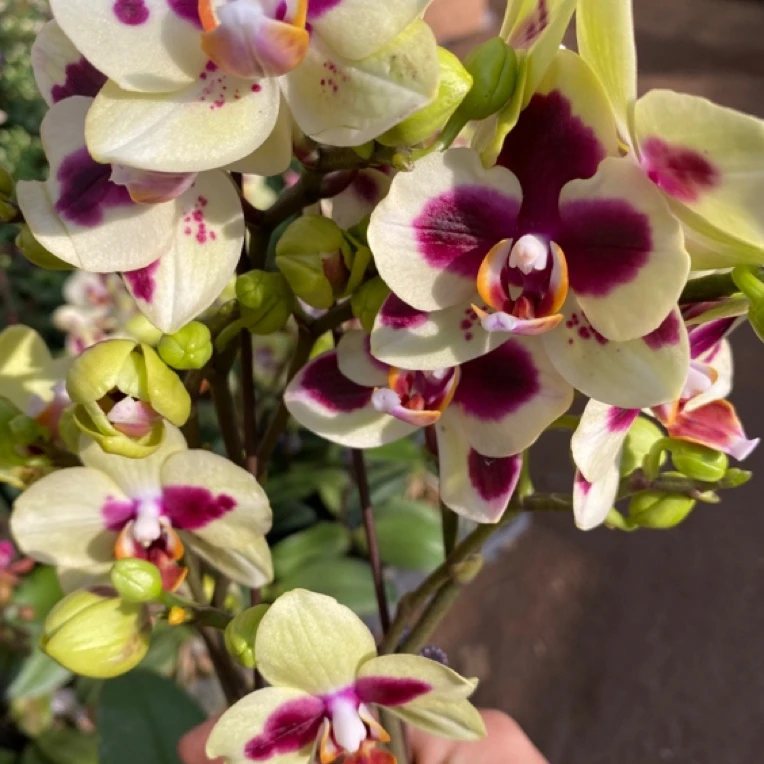 小熊蝴蝶兰，下单拍保温