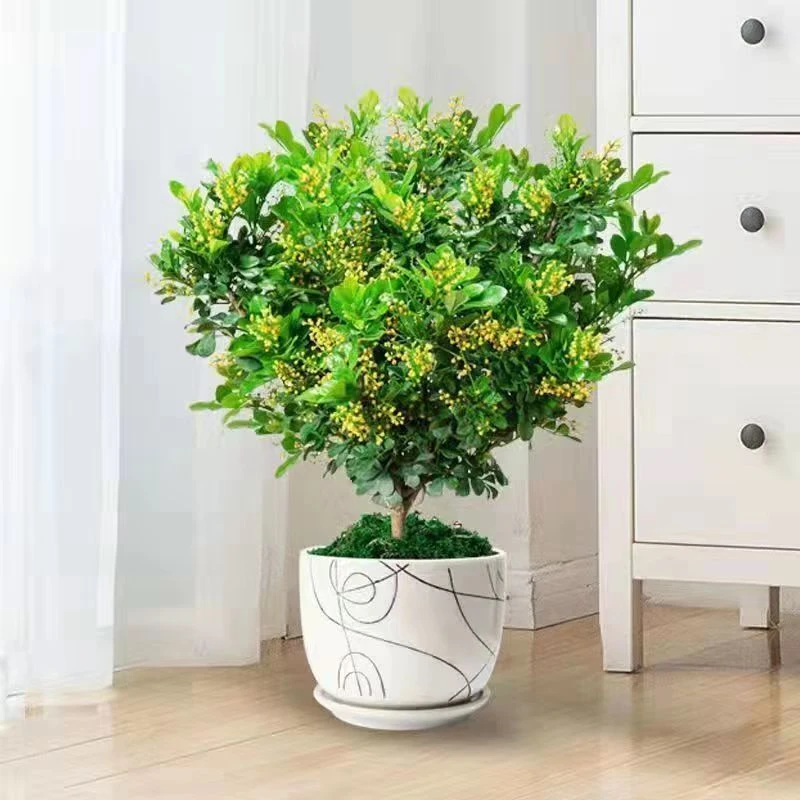 香水米兰 四季开花清香型好养易活室内外盆栽地栽带花苞基地发货