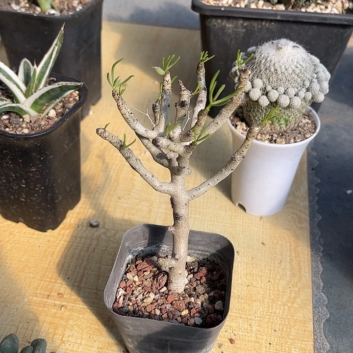 无花朵佛垢里奇峰锦一物一拍