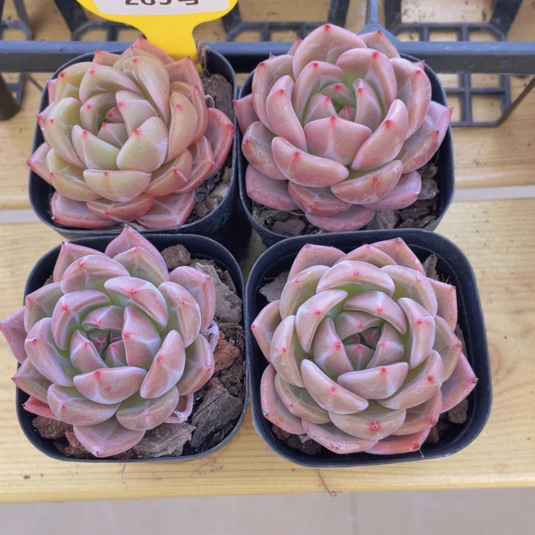 285号 丸叶果冻q橙单头一个