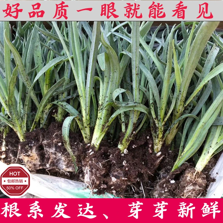 重瓣康乃馨花苗原土发货高杆大花庭院绿植懒人易活盆栽小苗母亲节