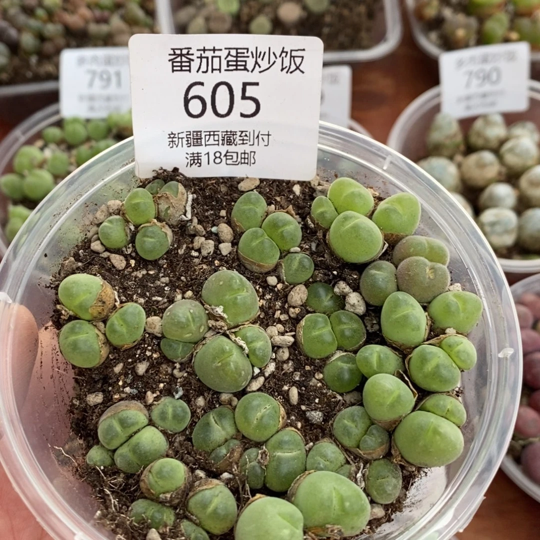 感谢您的支持，00605