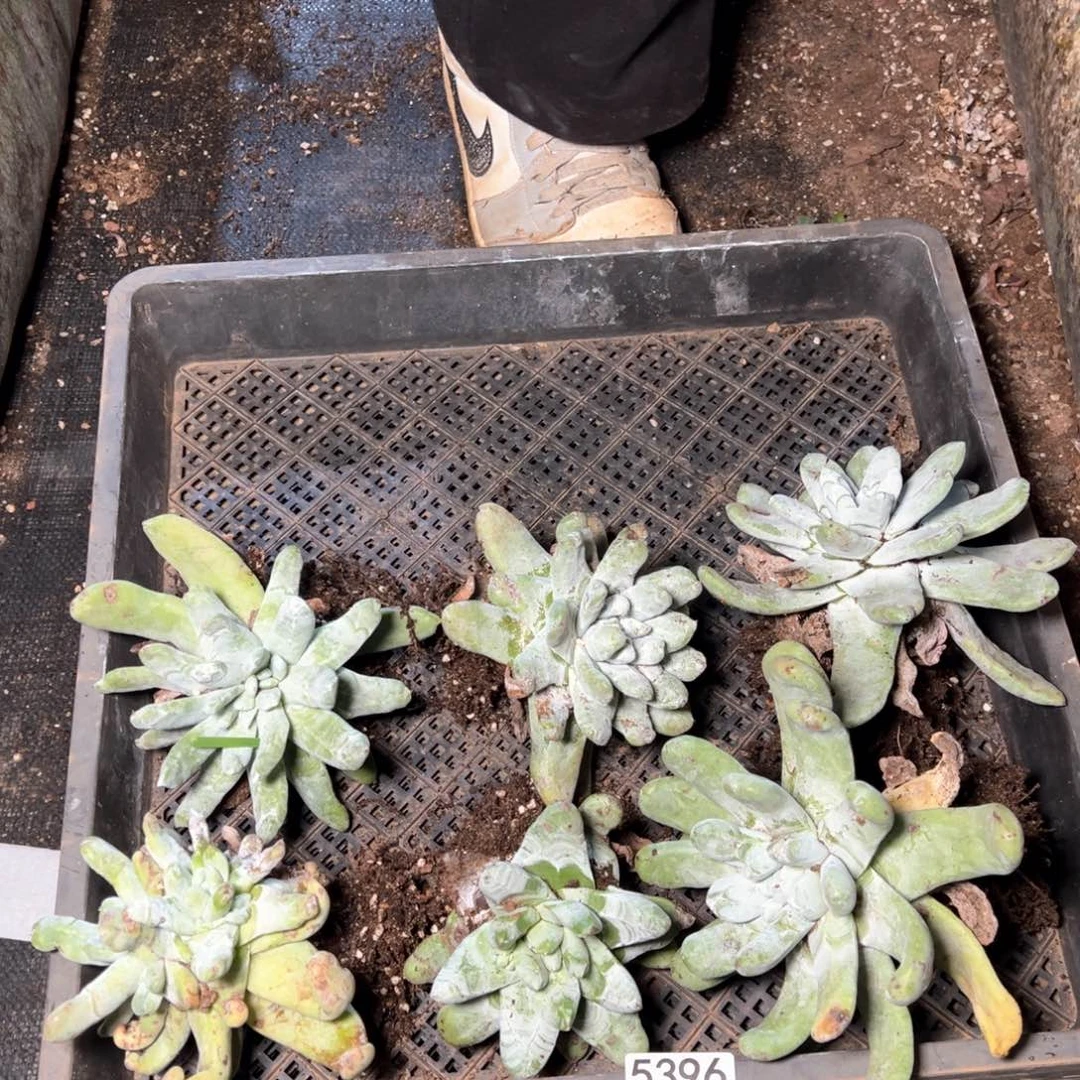 5396哈哈哈哈哈哈哈哈哈