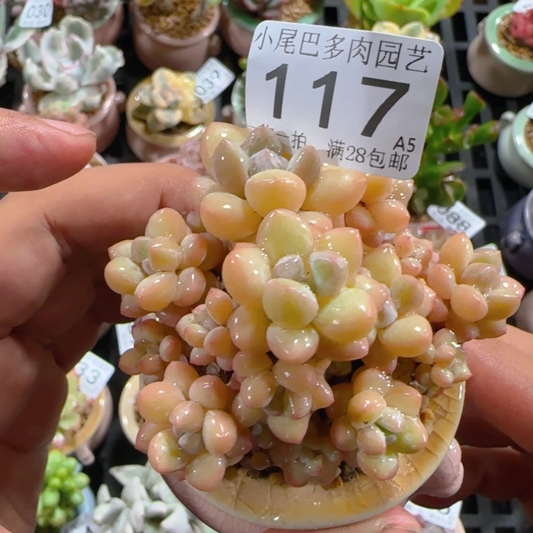 A5小尾巴5CM迷你拇指盆栽精控多肉117