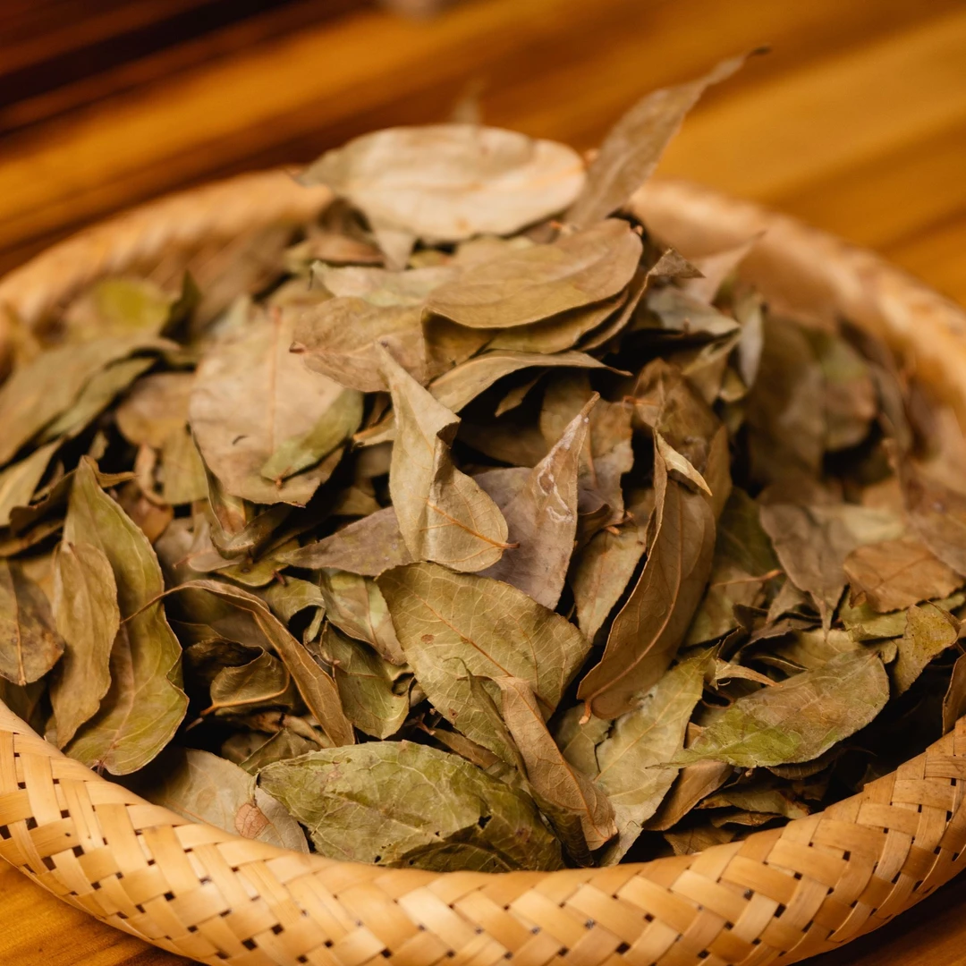 贵州高山野透骨香老娃叶新鲜摘晒干养生茶泡水