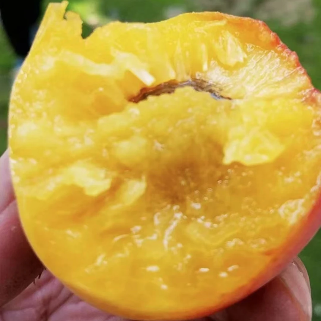 【仙果哆哆】吊干杏香甜多汁，杏味十足g