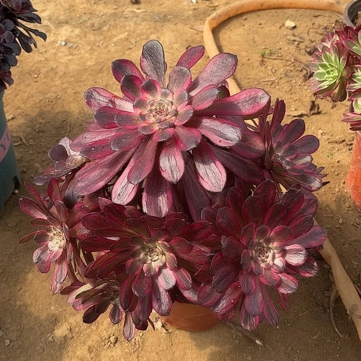 多肉植物黑金刚23