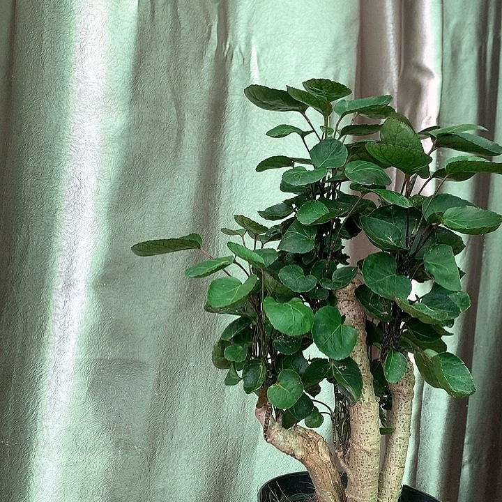 完全开放11111111111111