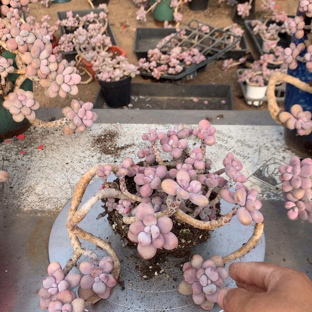 桃蛋老桩不带盆25号