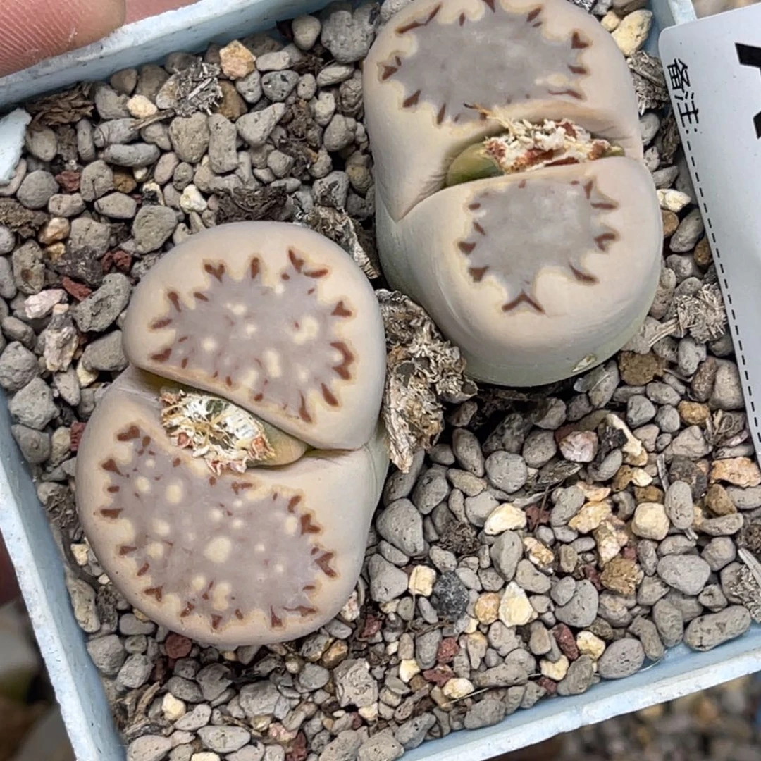 1265双头饼干1母本