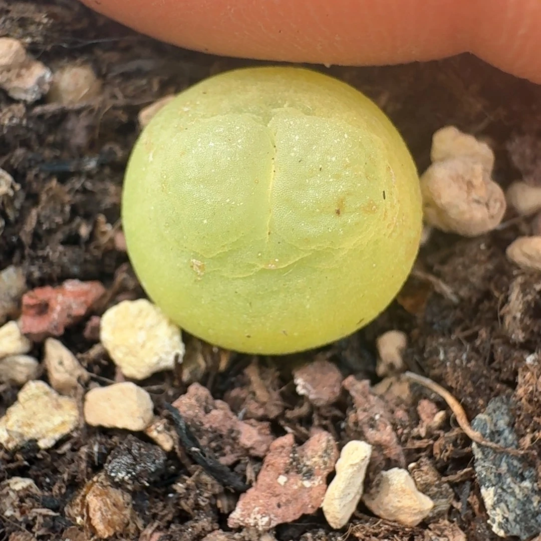 42拉拉尺寸1.1脱土发货