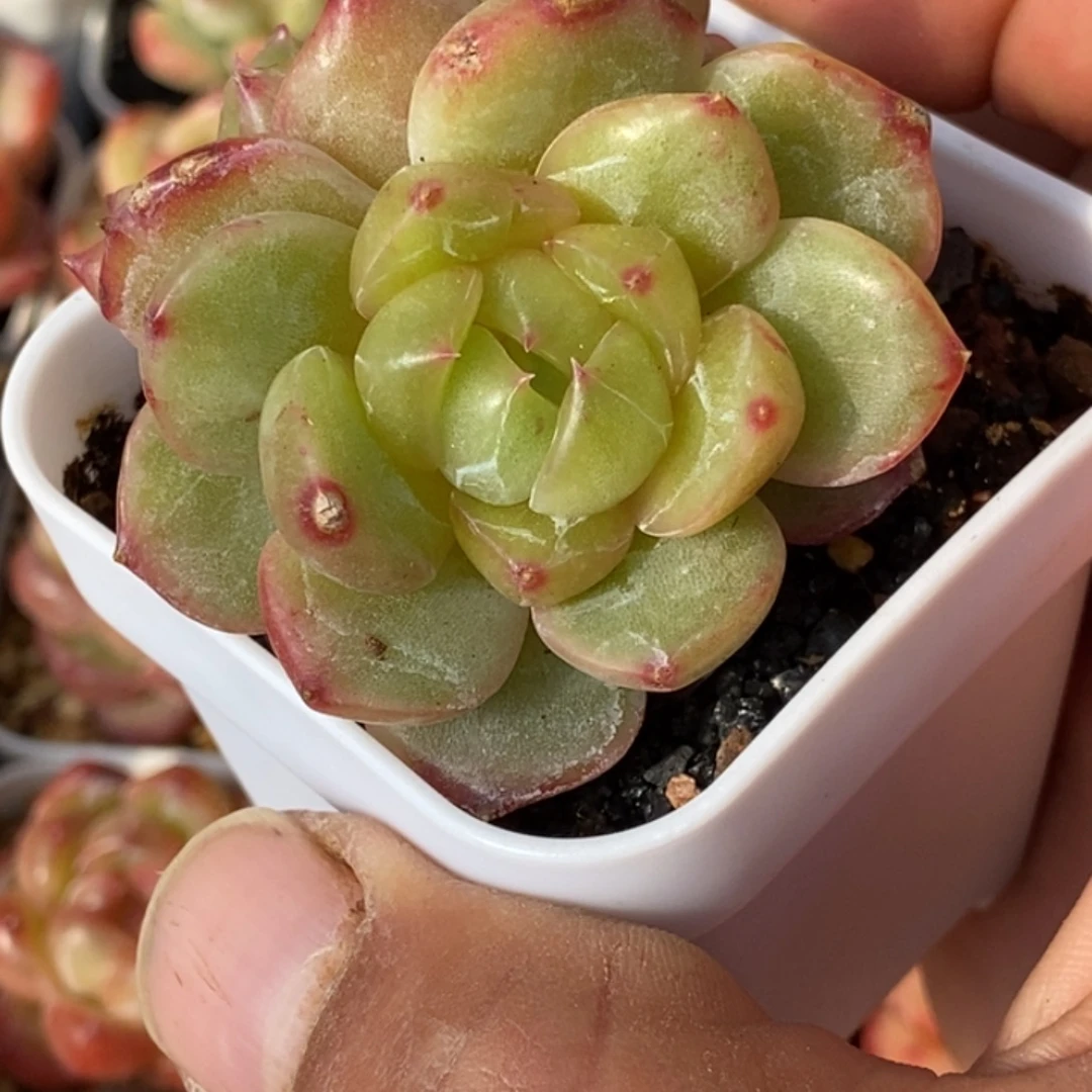 天官赐福百无禁忌