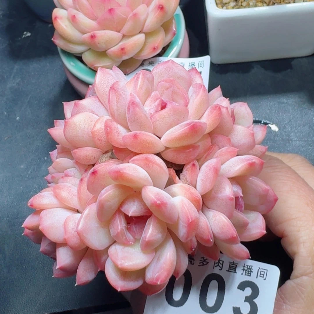 琴心      愿你一路坦途，乘风破浪展宏图