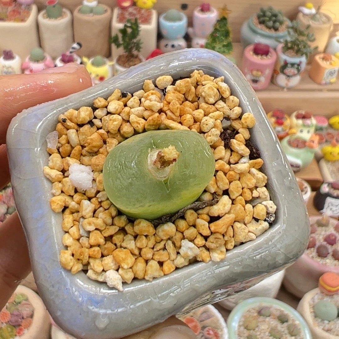 多肉植物38号绿毛