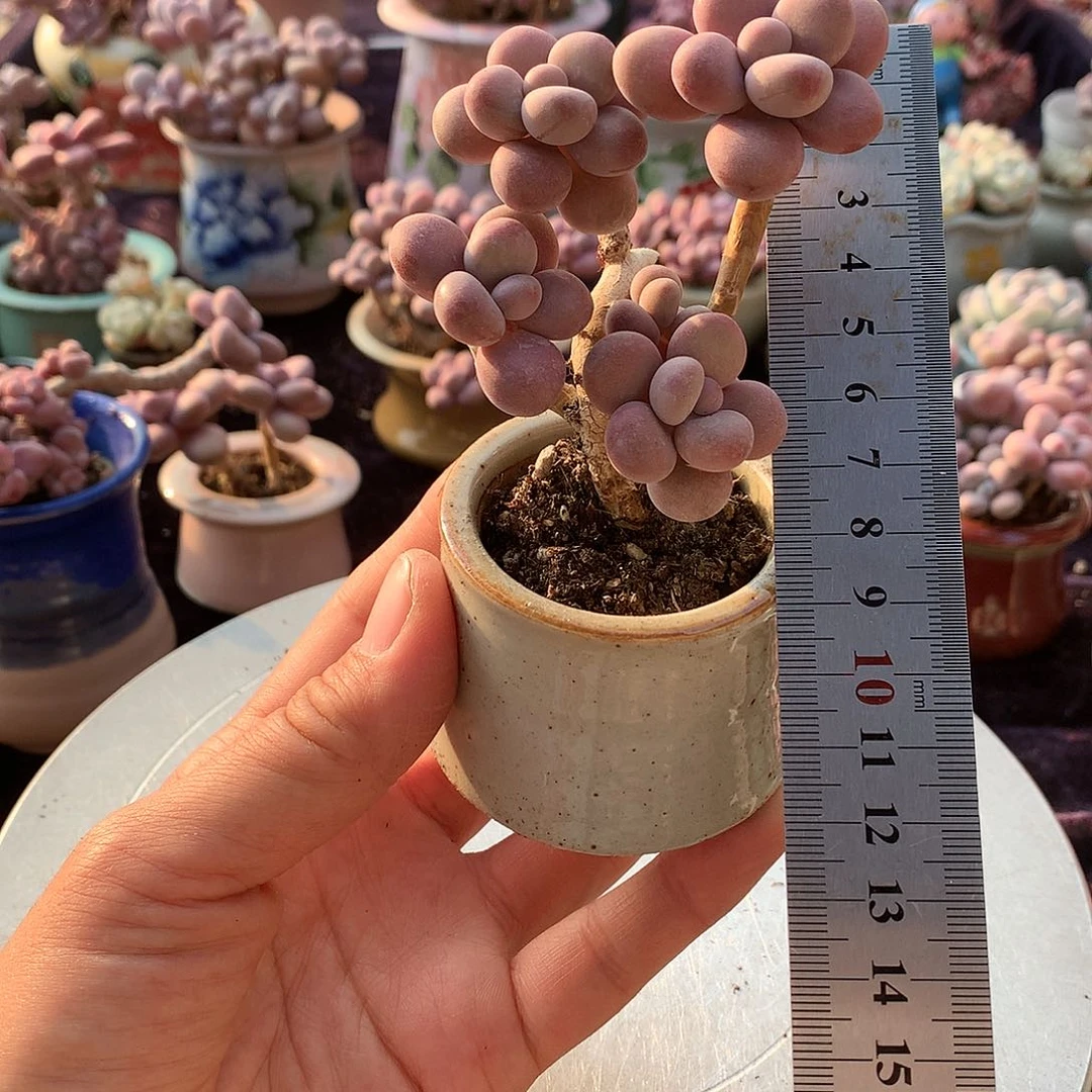 43号带盆偏远地区不包邮的