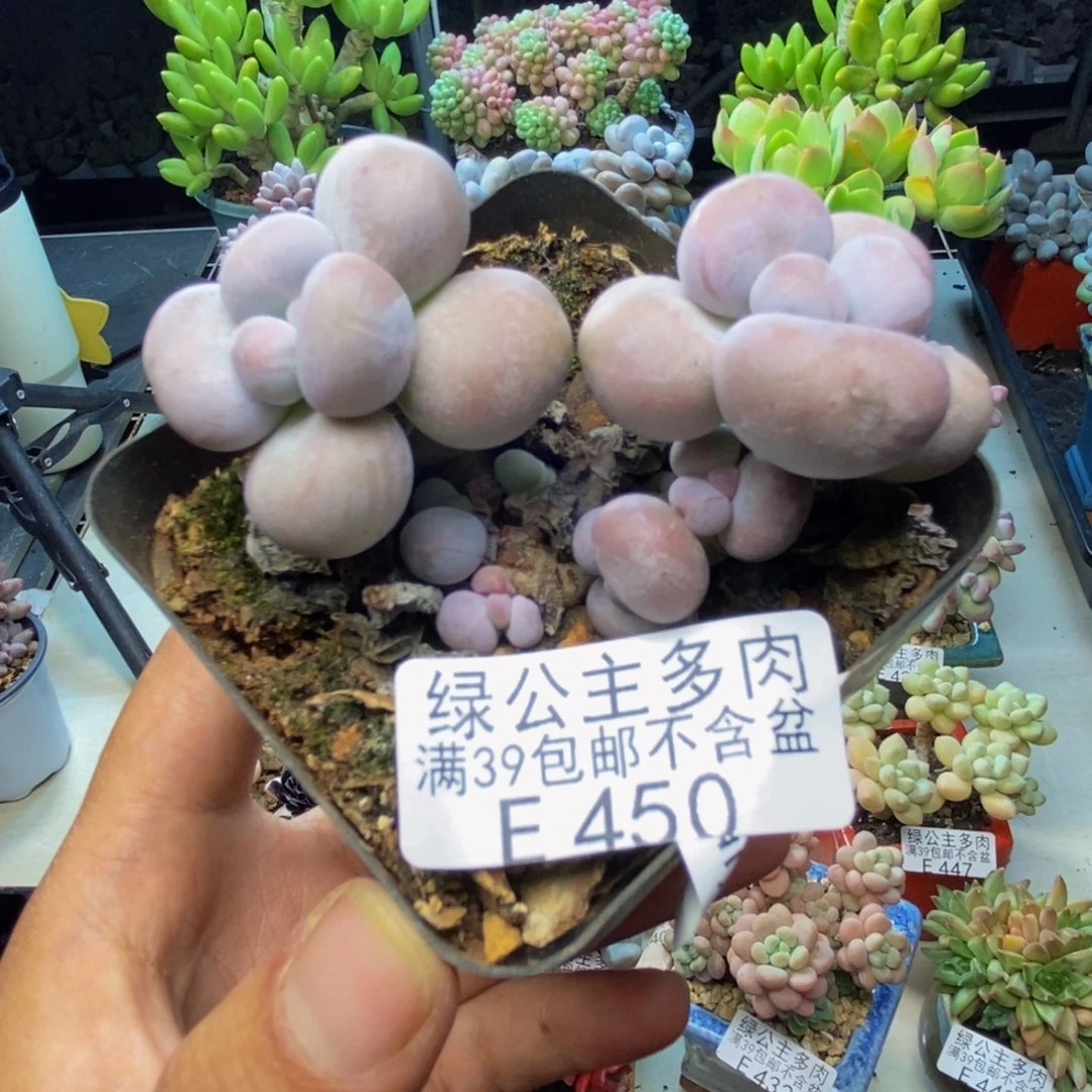 450芭比奶多肉6c m
