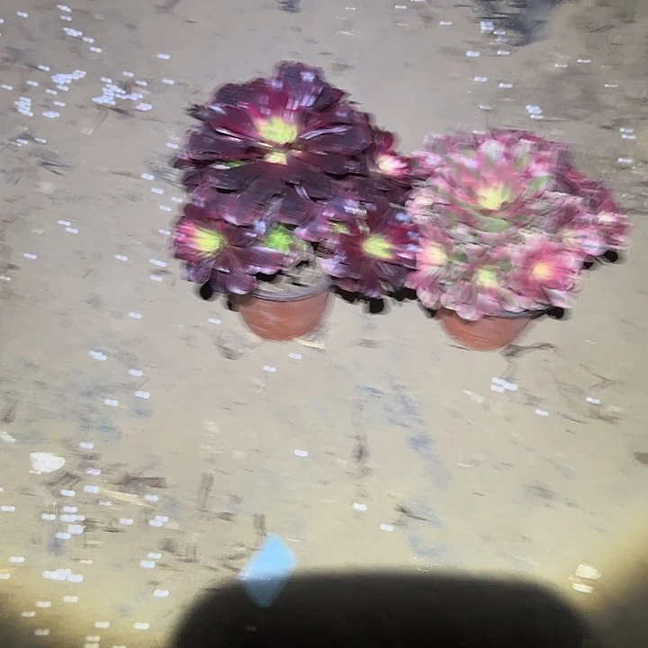 不包侧枝一物一拍15