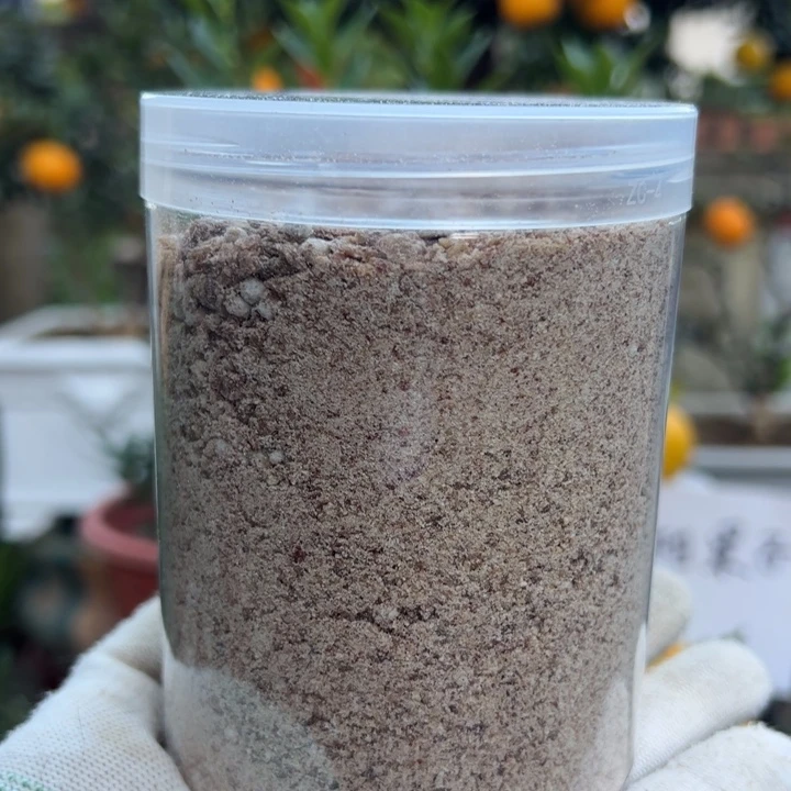 无花朵八房柑盆景绿植园艺