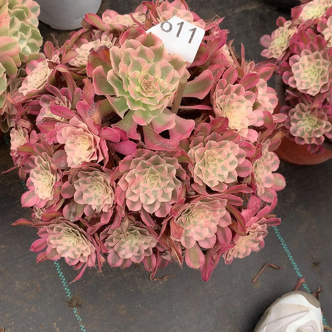 N***n611.红铜白多肉植物