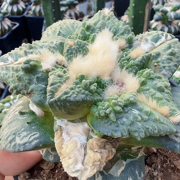 无花朵410潜力股哥怒牡丹