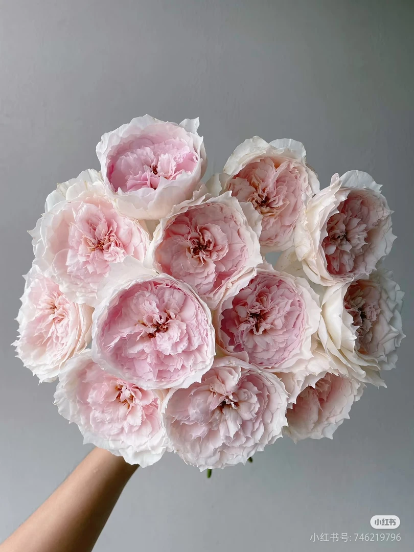 【绿光】美咲 任拍三单及以上包顺空鲜切花10支装%20不售后