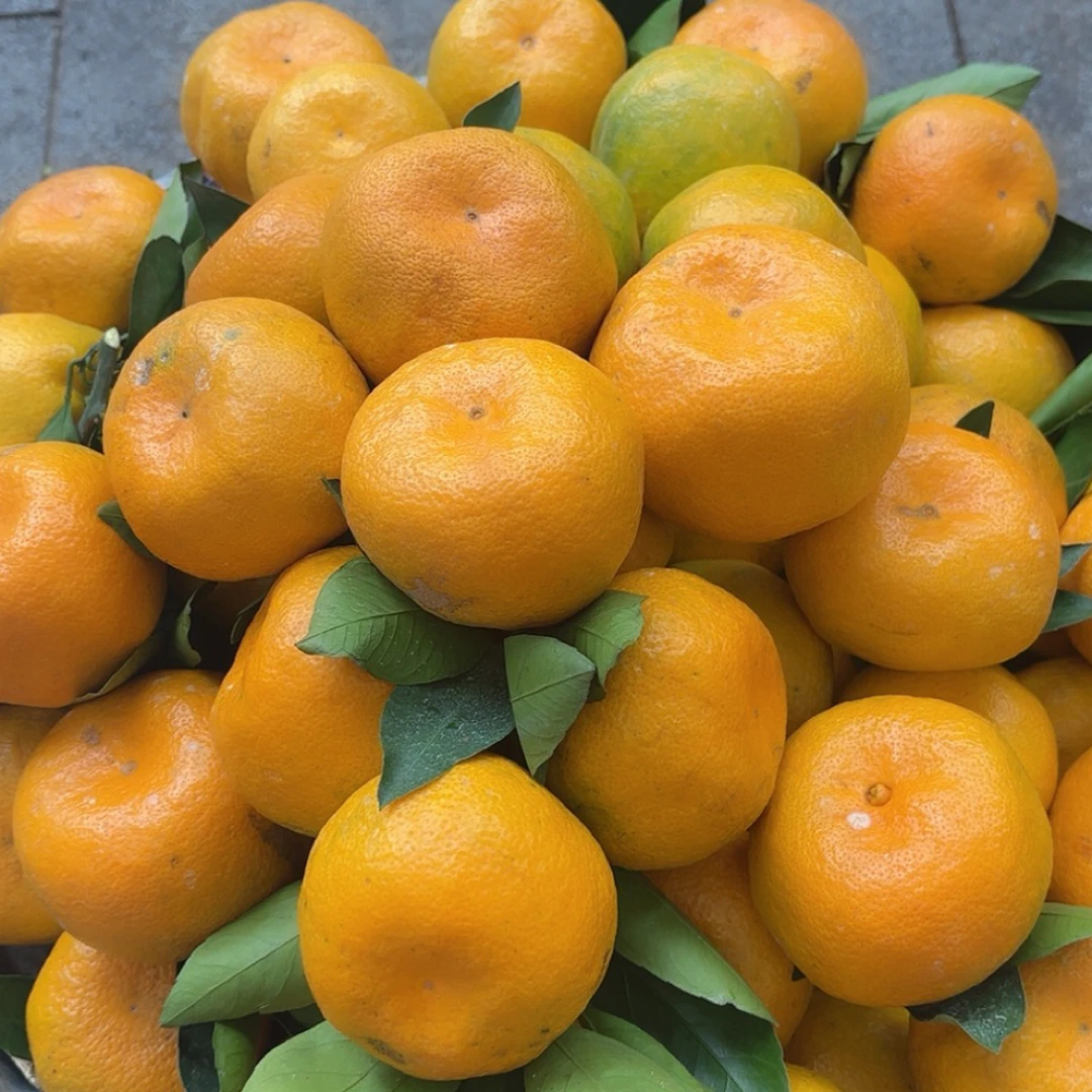 (中通快递)重庆奉节蜜桔酸甜多汁细嫩化渣新鲜采摘