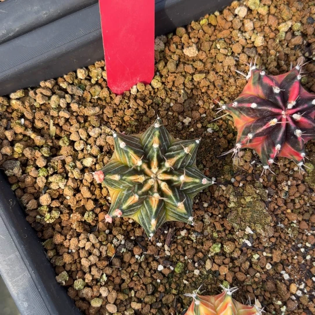 L545-1226泰国发货