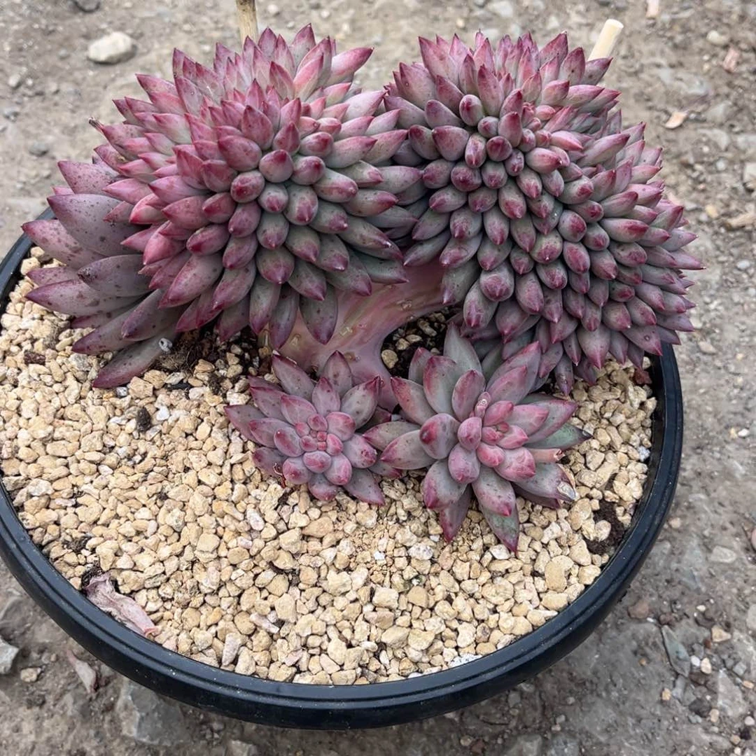 许***ღ多肉植物多肉植物