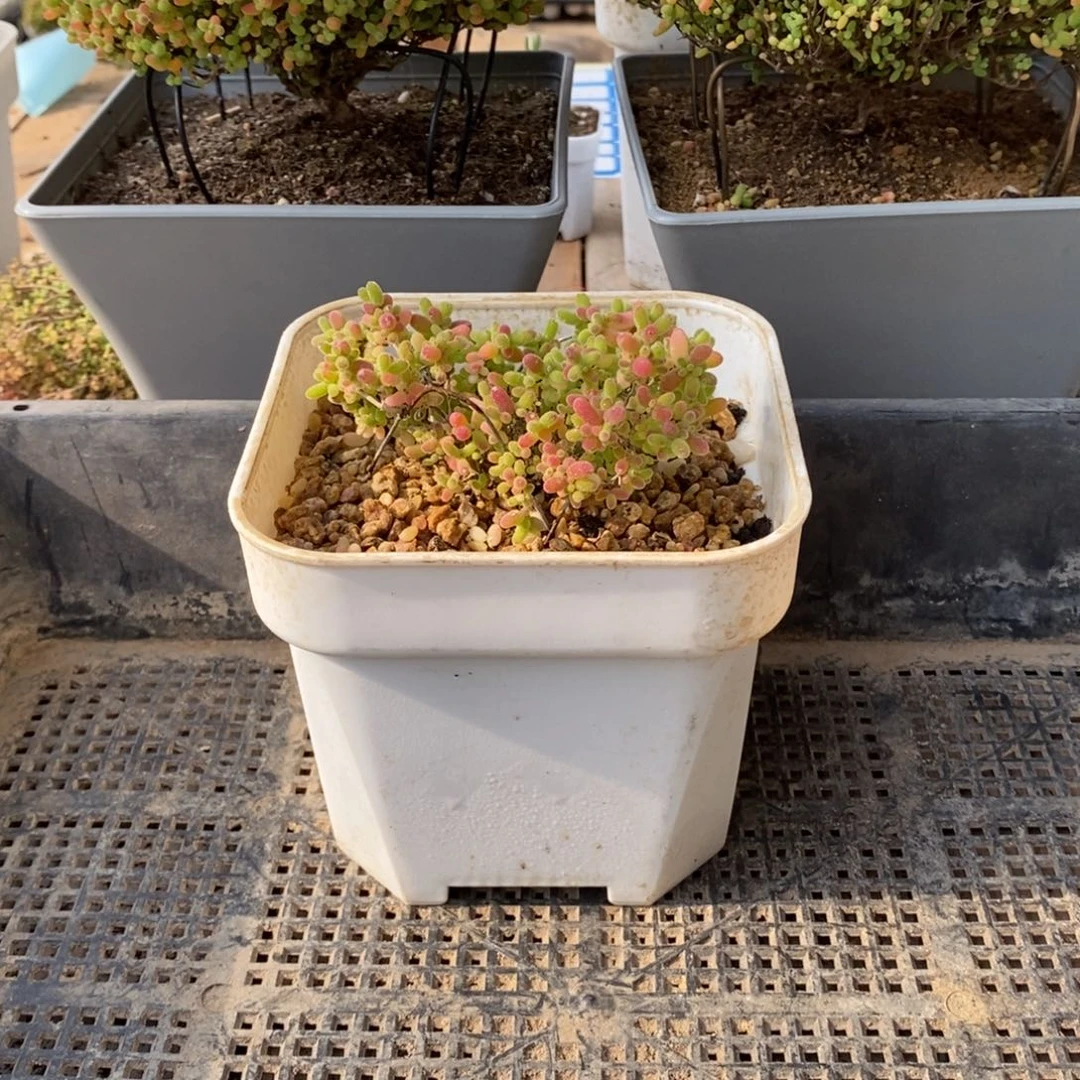 枝干番杏多肉植物117