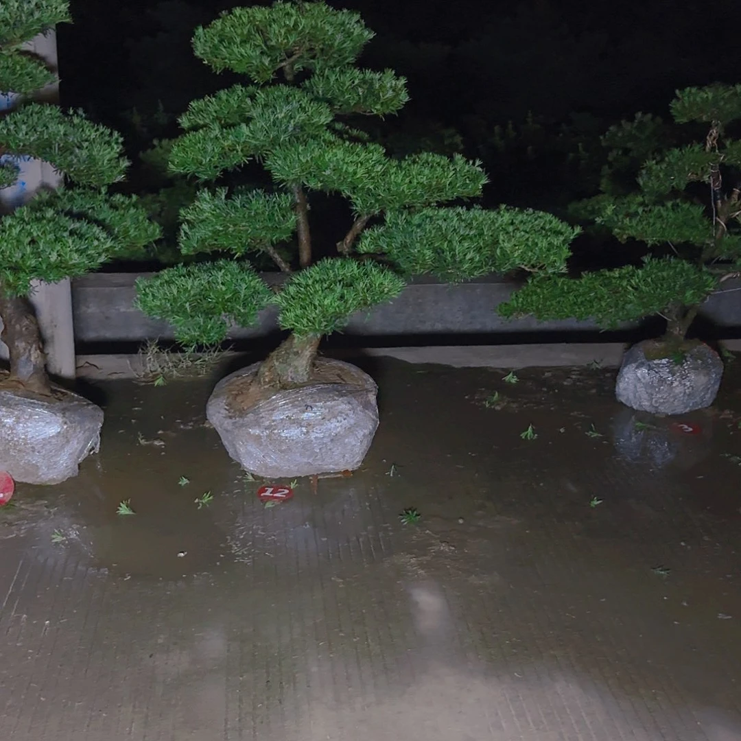 王***生完全开放罗汉松果子朋友圈