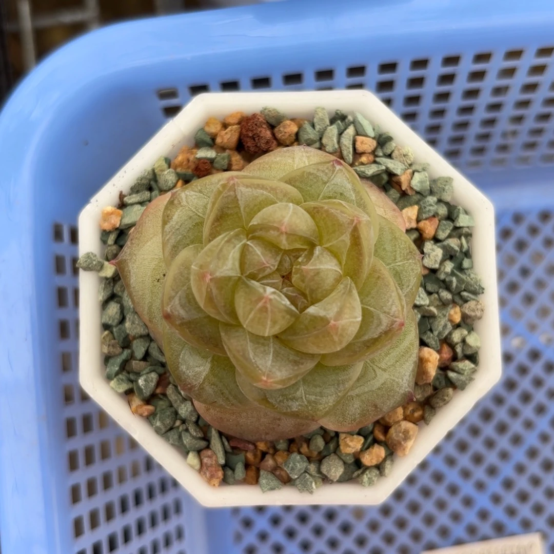 琥珀糖心一物一拍