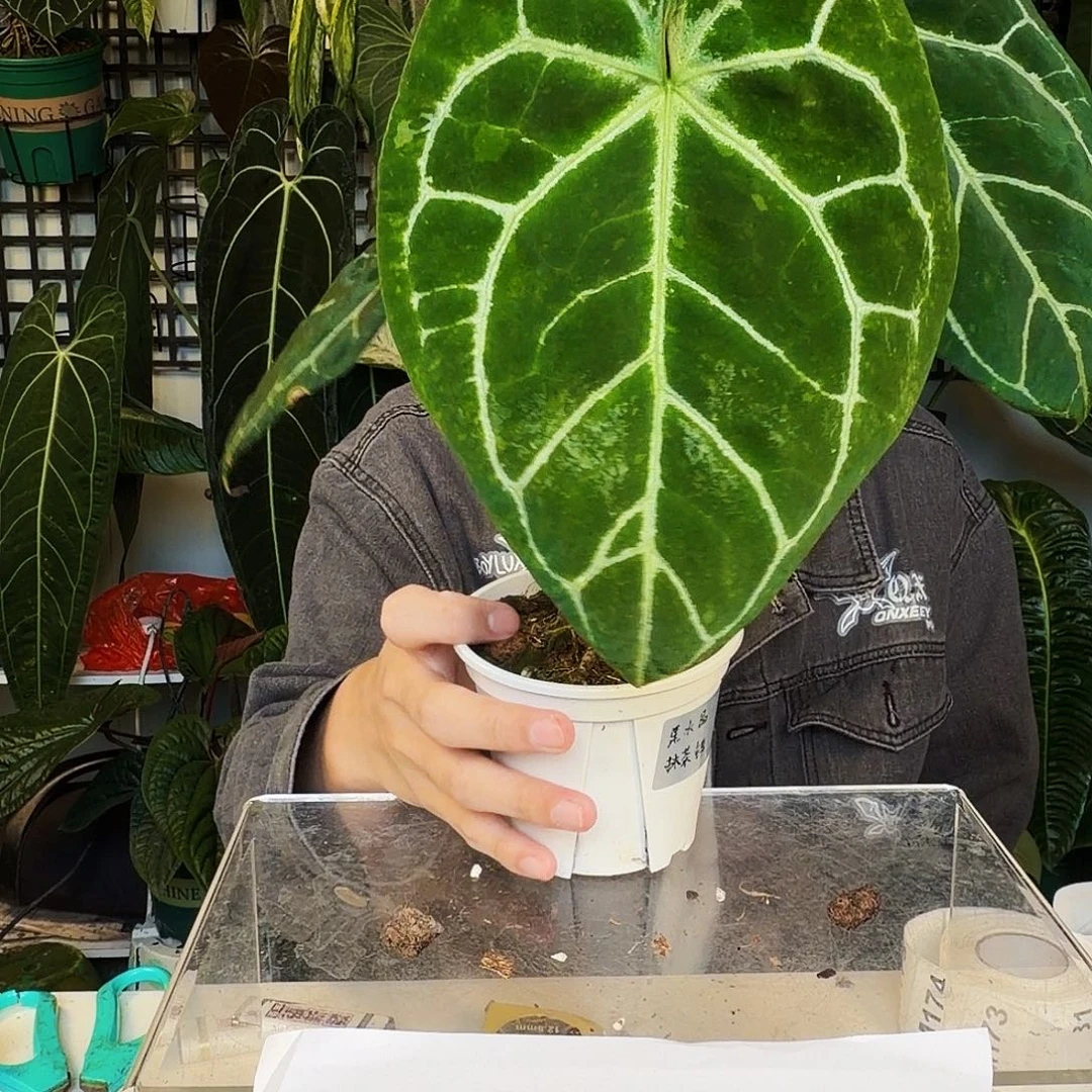 完全开放M170黑水晶抹茶锦