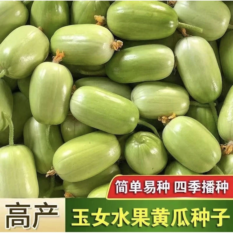 【玉女黄瓜种子】家庭阳台小院盆栽地栽四季种植