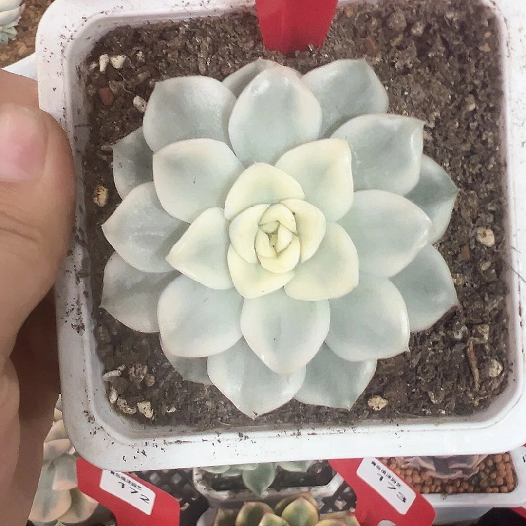 174号雪鸢锦多肉植物