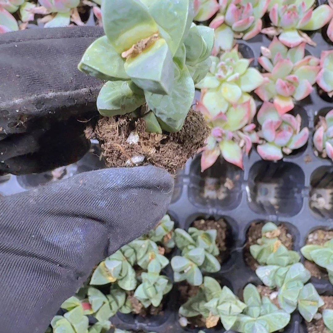 鹿角海棠一米一颗