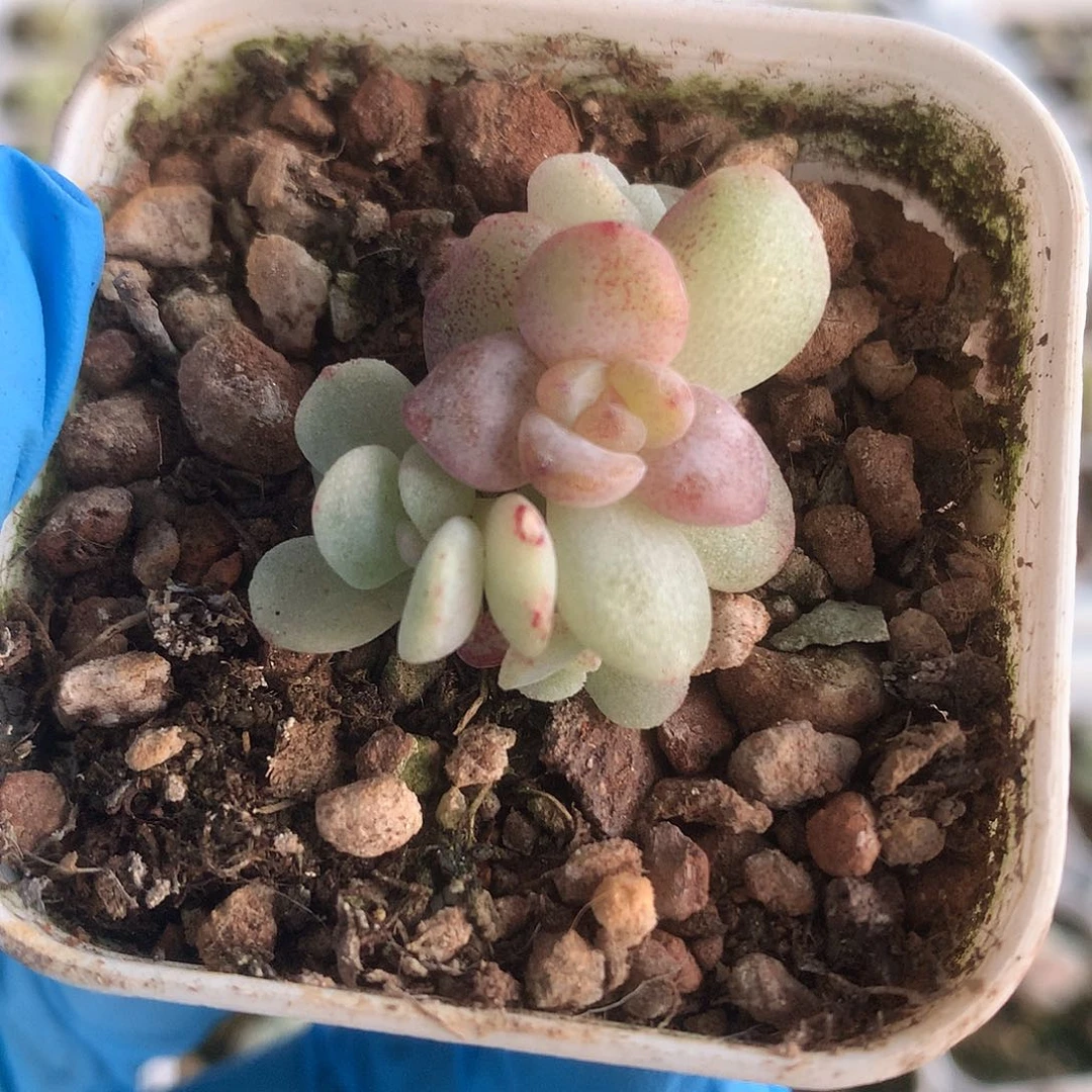 冰玉变异石化群生